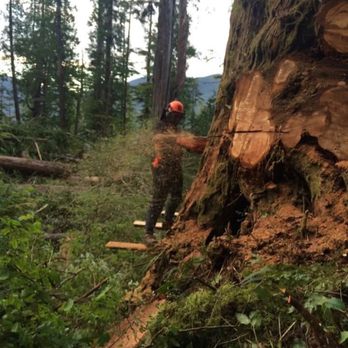 Ironclad Tree Care - Tree Services Near Me - Vancouver, British Columbia Ironclad Tree Care - Tree Services Near Me - Vancouver, British Columbia