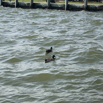 The Jetty - Everything is ducky! - Seafood Near Me - Grasonville, Maryland The Jetty - Everything is ducky! - Seafood Near Me - Grasonville, Maryland