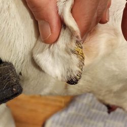 Perfect Paws Pet Grooming - EAR DAMAGE