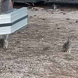 Wild rabbits Wild rabbits