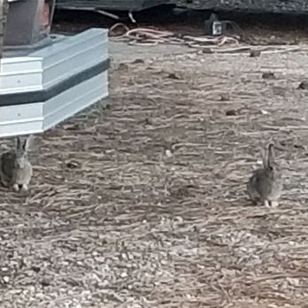 Grand Canyon Camper Village - Wild rabbits - Campgrounds Near Me - Tusayan, Arizona Grand Canyon Camper Village - Wild rabbits - Campgrounds Near Me - Tusayan, Arizona
