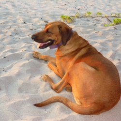 DogWatch of New Hampshire