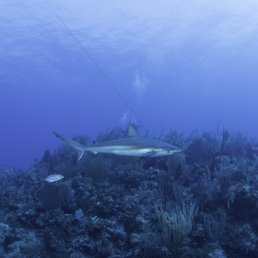Cayman Island's; Sharks and Turtles plus awesome reefs. What more could you ask for?