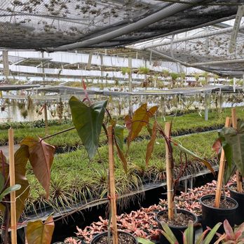 Rainforest Flora - Extensive nursery - Nurseries & Gardening Near Me - Torrance, California Rainforest Flora - Extensive nursery - Nurseries & Gardening Near Me - Torrance, California
