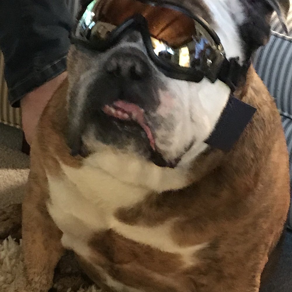 Gladstone Veterinary Clinic - Mister Squiggs - Veterinarians Near Me - Milwaukie, Oregon
