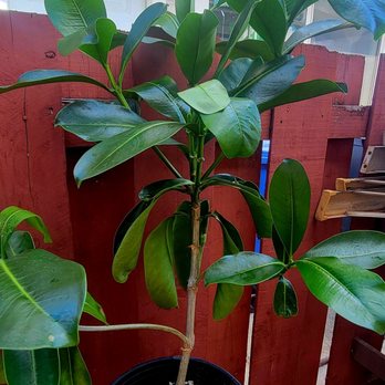 Back Yards Aqua Farm - Can't wait to plant this in my backyard! Looking forward to beautiful scented flowers. - Nurseries & Gardening Near Me - Kapolei, Hawaii