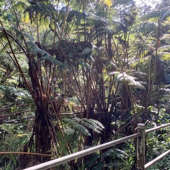 Thurston Lava Tube - A rain forest scene around the Lava Tube. - Parks Near Me Thurston Lava Tube - A rain forest scene around the Lava Tube. - Parks Near Me