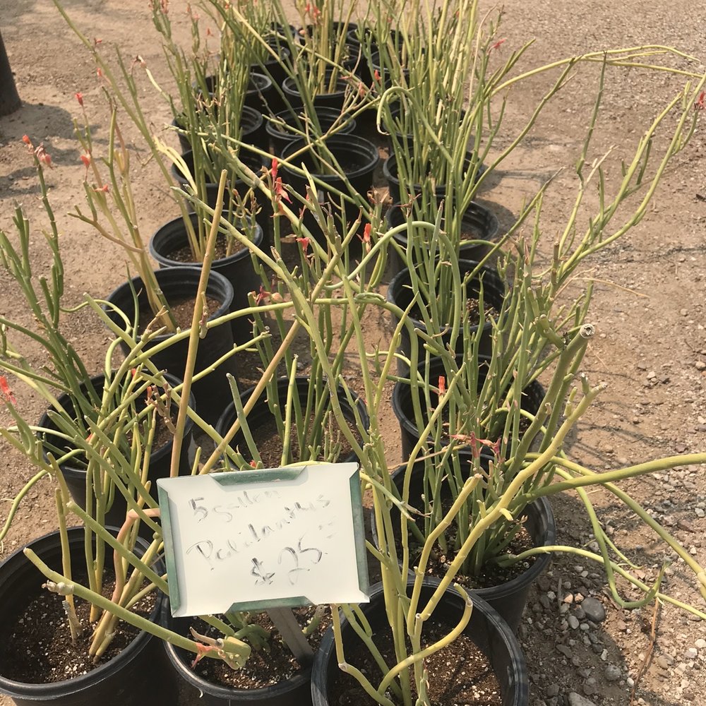 Arizona Growers - Az growers popular species & rare alike - Nurseries & Gardening Near Me - Tucson, Arizona Arizona Growers - Az growers popular species & rare alike - Nurseries & Gardening Near Me - Tucson, Arizona