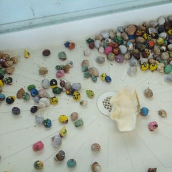 Murdochs - Hermit Crabs - Souvenir Shops Near Me - Galveston, Texas
