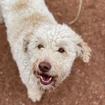 Adventure Pups - Dog Walkers Near Me Adventure Pups - Dog Walkers Near Me