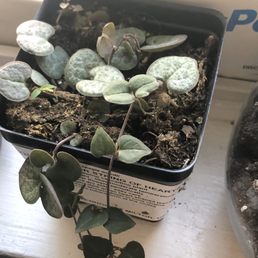 String of hearts String of hearts