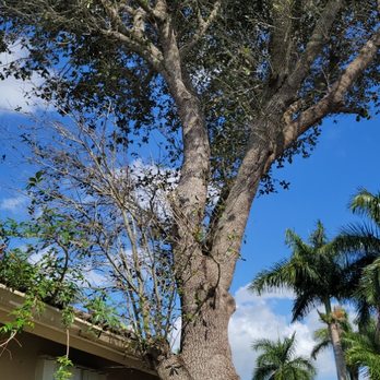 Bankston Tree Service - Tree over Neighbors roof in between both homes no access for bucket - Tree Services Near Me Bankston Tree Service - Tree over Neighbors roof in between both homes no access for bucket - Tree Services Near Me