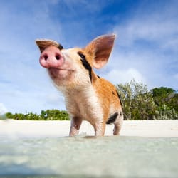 Vacationisms Worldwide Travel