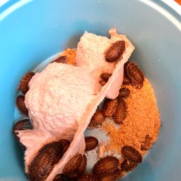 Small Dubia roaches - My bearded dragon loves these! Small Dubia roaches - My bearded dragon loves these!
