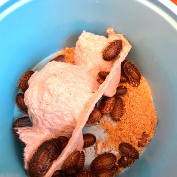 Cold Blooded & Bizarre - Small Dubia roaches - My bearded dragon loves these! - Reptile Shops Near Me - Charlotte, North Carolina Cold Blooded & Bizarre - Small Dubia roaches - My bearded dragon loves these! - Reptile Shops Near Me - Charlotte, North Carolina