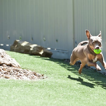 Ruffin'It Resort - weeeee!  having a ball in Lil' Yukon - Pet Sitting Near Me - Madison, Wisconsin
