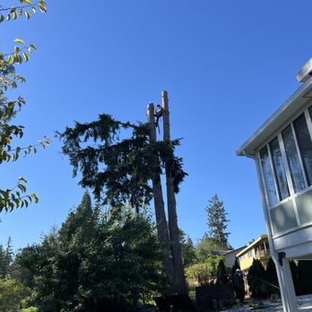 Modern Tree Solutions - Tree Services Near Me Modern Tree Solutions - Tree Services Near Me