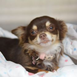 Jeffrey Animal Hospital