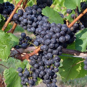 Young Sommer Winery - Beautiful Lemberger grapes on the vine make delicious red wine - Wineries Near Me - Williamson, New York Young Sommer Winery - Beautiful Lemberger grapes on the vine make delicious red wine - Wineries Near Me - Williamson, New York