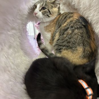 Purr-fecto Cat Lounge - Animal Shelters Near Me - Austin, Texas Purr-fecto Cat Lounge - Animal Shelters Near Me - Austin, Texas