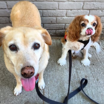 The Dandy Dogwalker - Brooklyn - Senior dogbabes Anna & Diego in Cobble Hill, Brooklyn - Dog Walkers Near Me - Brooklyn, New York The Dandy Dogwalker - Brooklyn - Senior dogbabes Anna & Diego in Cobble Hill, Brooklyn - Dog Walkers Near Me - Brooklyn, New York