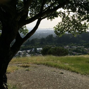 Joaquin Miller Park - Cool tree by the overlook - Parks Near Me - Oakland, California