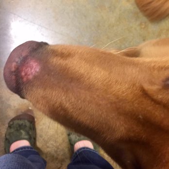 PetSmart - The abrasion on my dogs nose after grooming. - Pet Training Near Me - Charleston, South Carolina