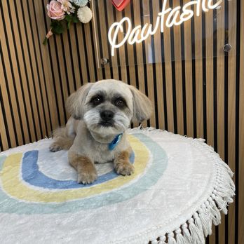 Pawtastic - Pet Groomers Near Me - Tustin, California