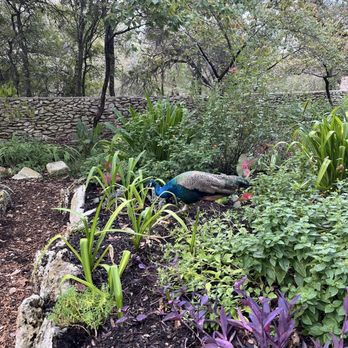 Mayfield Park - Parks Near Me - Austin, Texas