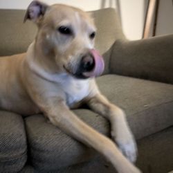 Paw Picked Pet Care - Took best care of my pup--professional, caring and pays attention to detail. Plus she won over my Bowie girl which is a tough task.