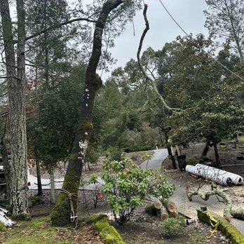 Vida Tree Services - Tree - Tree Services Near Me Vida Tree Services - Tree - Tree Services Near Me