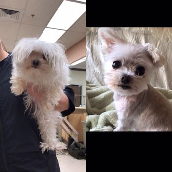 PetSmart - Before and After - Pet Stores Near Me - Canoga Park, California PetSmart - Before and After - Pet Stores Near Me - Canoga Park, California