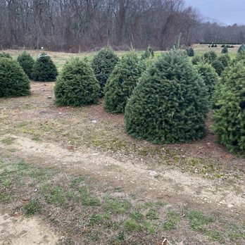 Henry's Christmas Tree Farm - Christmas Trees Near Me - Hope, Rhode Island Henry's Christmas Tree Farm - Christmas Trees Near Me - Hope, Rhode Island