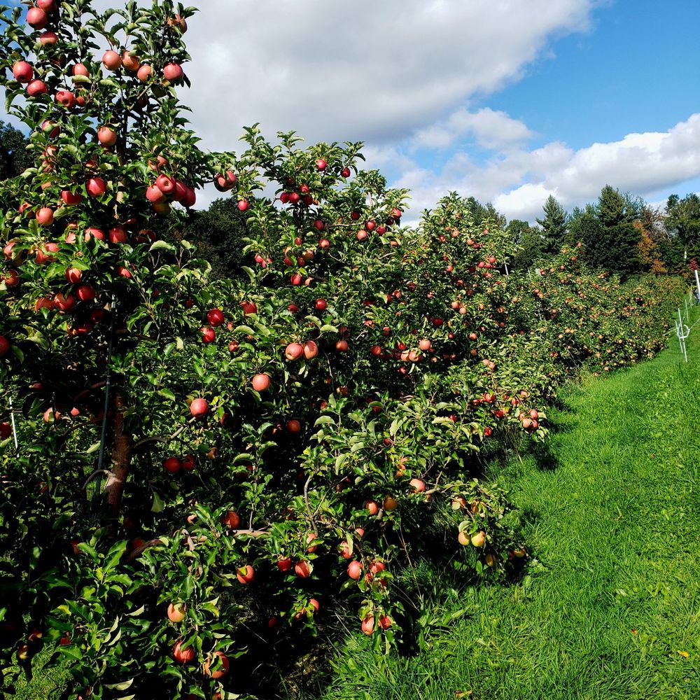 Carlson Orchards - Fruits & Veggies Near Me - Harvard, Massachusetts