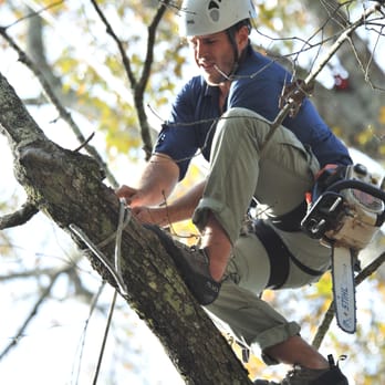 West Coast Tree Surgery - Climbing during a prune out - Tree Services Near Me - Sacramento, California
