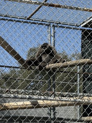 Gibbon Conservation Center by null