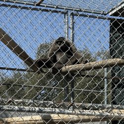 Gibbon Conservation Center