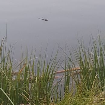 Silver Lake - Dragonflies everywhere - Hiking Near Me - Brighton, Utah