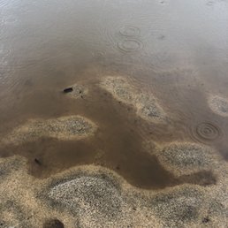 Tadpoles Tadpoles