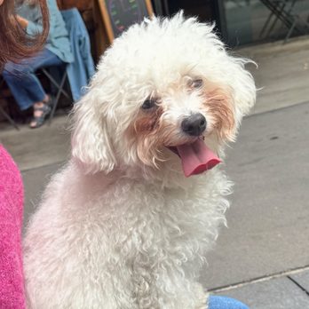 Maltese Puppies in Texas - Maltese puppy purchased from Maltese puppies of Texas. Claudia is the owner! - Pet Breeders Near Me Maltese Puppies in Texas - Maltese puppy purchased from Maltese puppies of Texas. Claudia is the owner! - Pet Breeders Near Me
