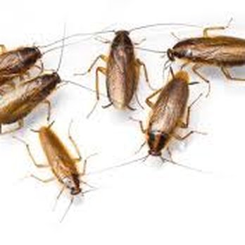The Wheeldon Company Pest Management - Pest Control Near Me - Bowling Green, Kentucky The Wheeldon Company Pest Management - Pest Control Near Me - Bowling Green, Kentucky