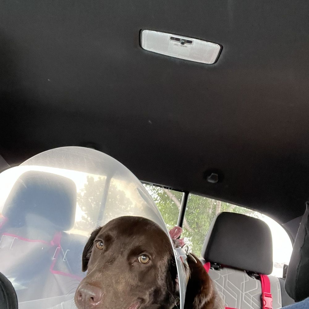 Juniper with her Cone of Shame. Juniper with her Cone of Shame.