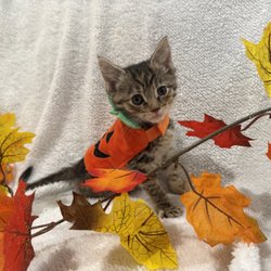 Seven Hills Pet Wellness Center