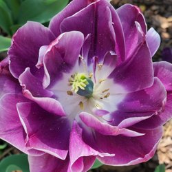 Passport Health DC Travel Clinic - Pink flower