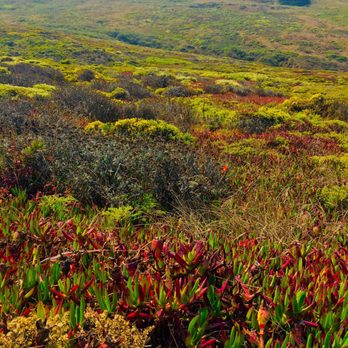 Marin Headlands - Ice Plant Rainbow - Parks Near Me - Sausalito, California