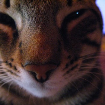 Wizard of Paws - BoB the Bengal - Dog Walkers Near Me Wizard of Paws - BoB the Bengal - Dog Walkers Near Me