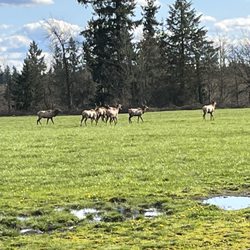 Able Air Heating & Cooling - Love seeing the local elk!!