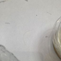 These hairs were all over the tables