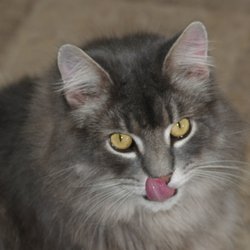 Cats' Inn Grooming & Boarding