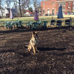 Morton Dog Park - Samson in the dog park